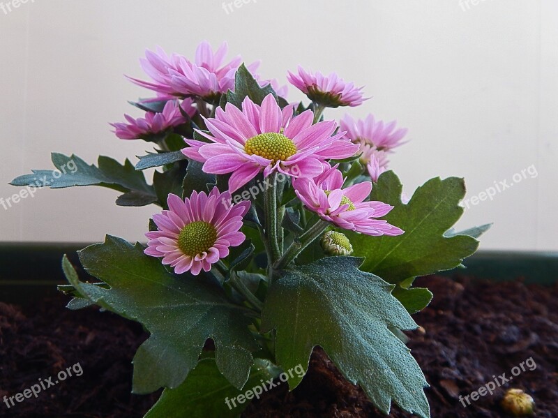 Flower Gerbera Color Botanical Bloom