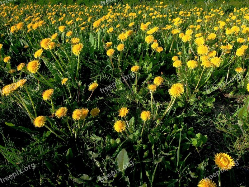 Flower Yellow Spring Yellow Flower Plant