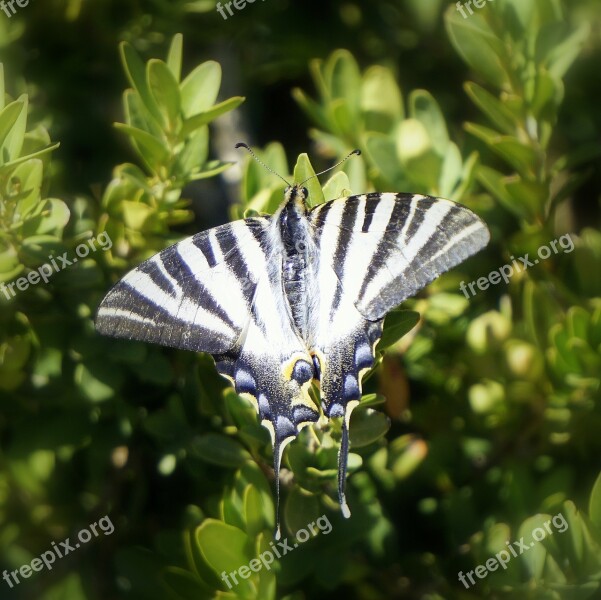 Butterfly Insect Striped Animal Nature