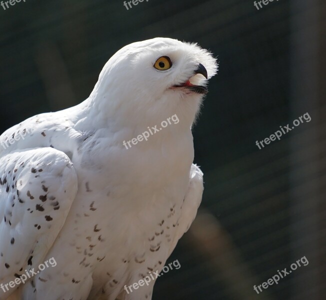 Owl Snowy Owl White Bird Of Prey Animal Recording