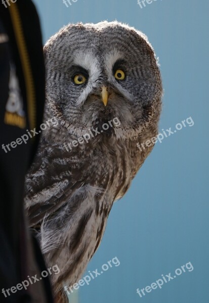 Owl Bird Of Prey Animal Recording Night Active Raptor