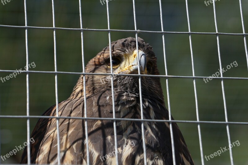 Bird Of Prey Mautern Styria Wild Mountain Grid