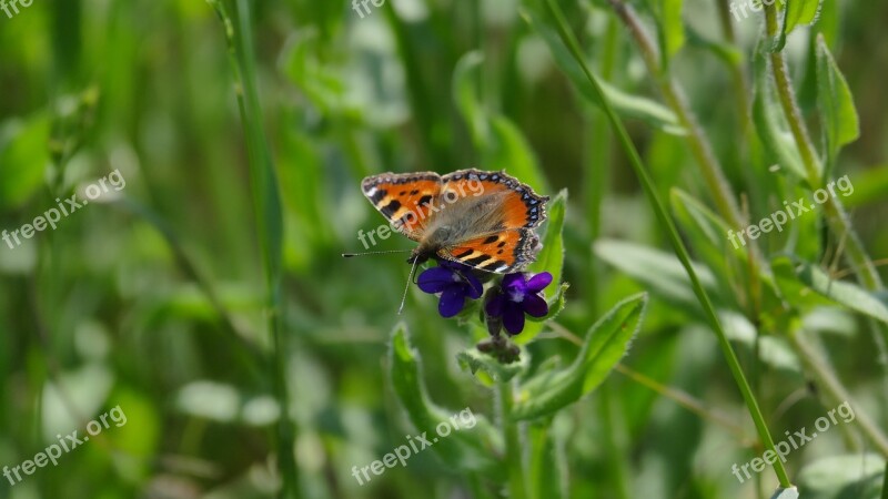 Peacock Butterfly Close Up Nature Insect