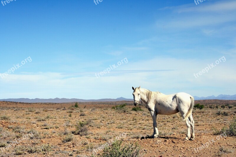 Horse Karoo Hot Arid Neglected