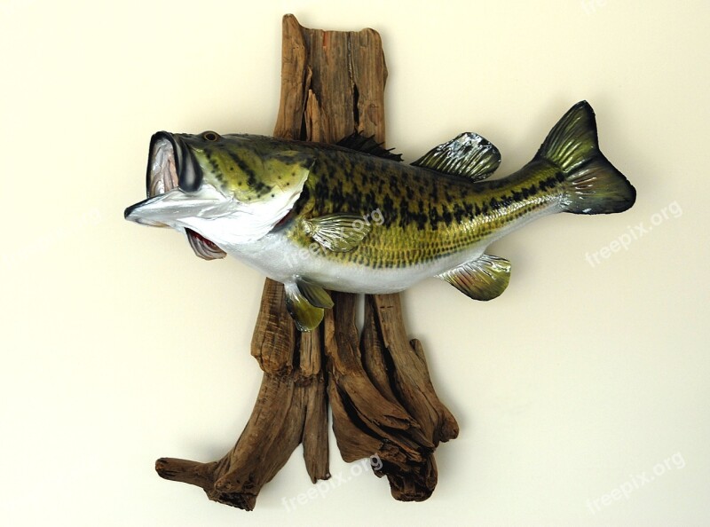 Large Mouth Bass Mounted Taxidermy Fish