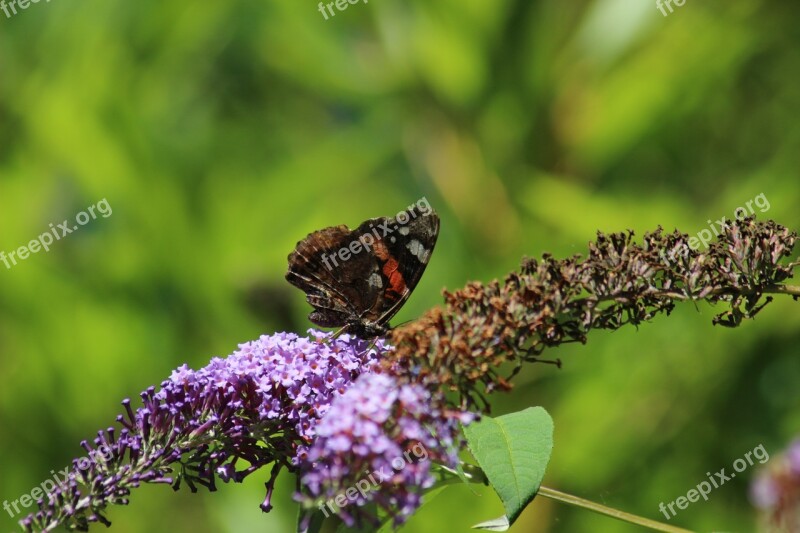 Butterflies Flower Flower With Butterfly Summer Plant