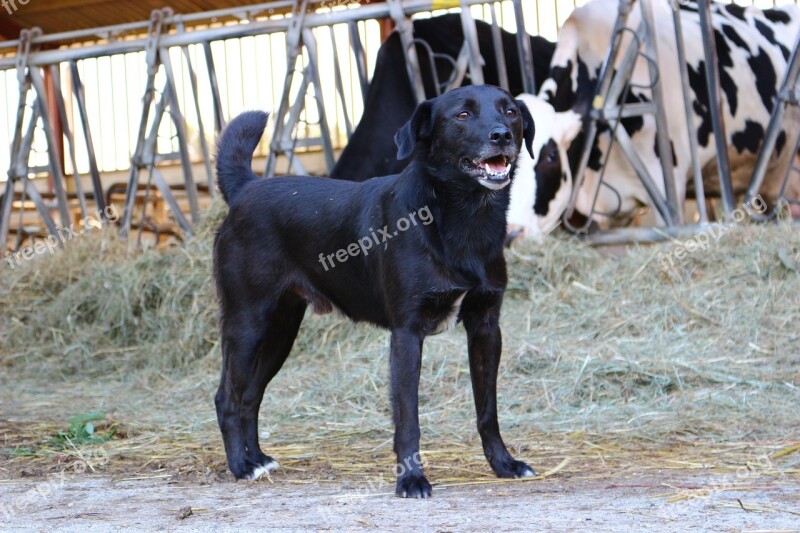 Black Dog Farm Field France Free Photos