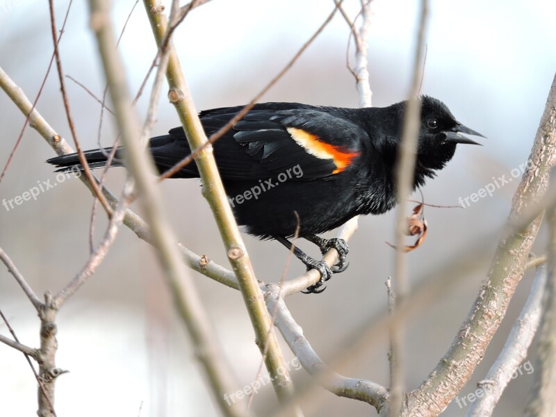 Red-winged Black Bird Birds Bird Watching Avian Wildlife