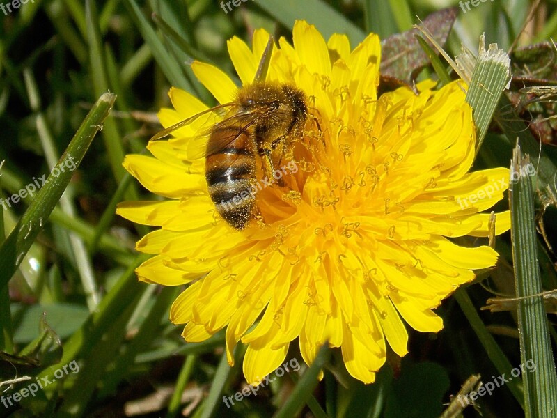 Honey Bee Dandelion Pollen Bees Spring