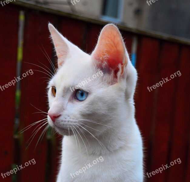 Cat Kitten White Fur Feline