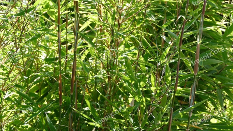 Bamboo Bamboo Garden Japan Garden Plant