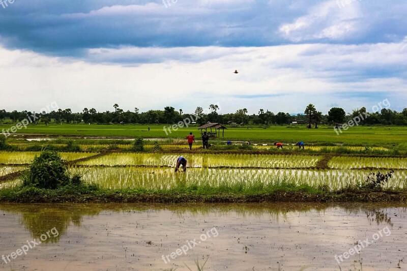 Na Vole Cornfield Field Thailand