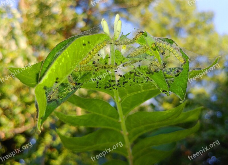 Fall Webworm Web Worms Webbed Nest Webworm Nest Nest