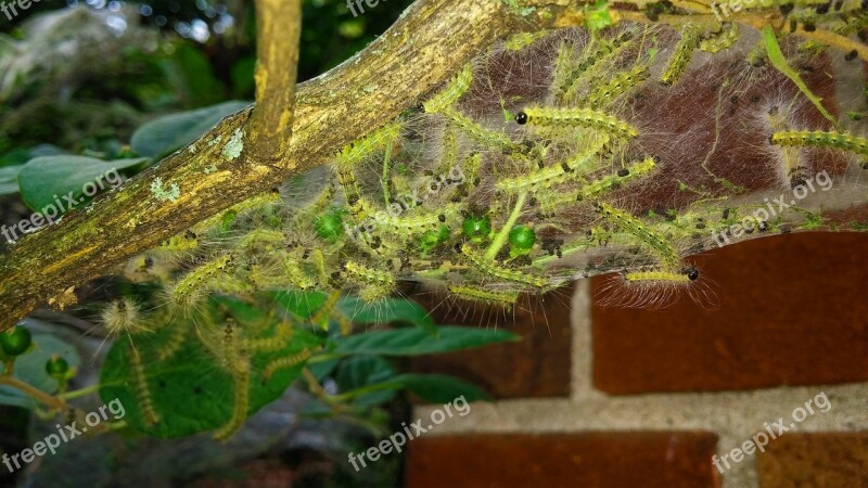 Fall Webworm Web Worms Webbed Nest Webworm Nest Nest