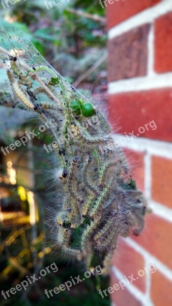 Fall Webworm Web Worms Webbed Nest Webworm Nest Nest