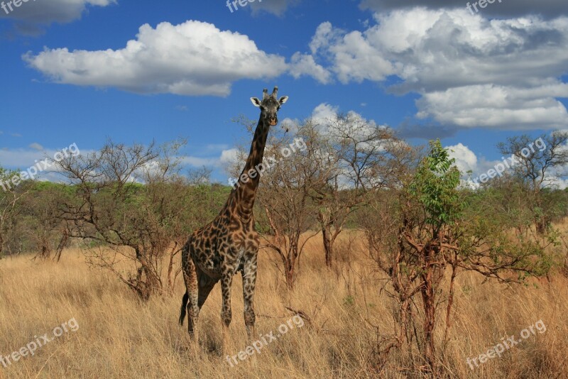 Giraffe Safari Africa Tanzania Savannah