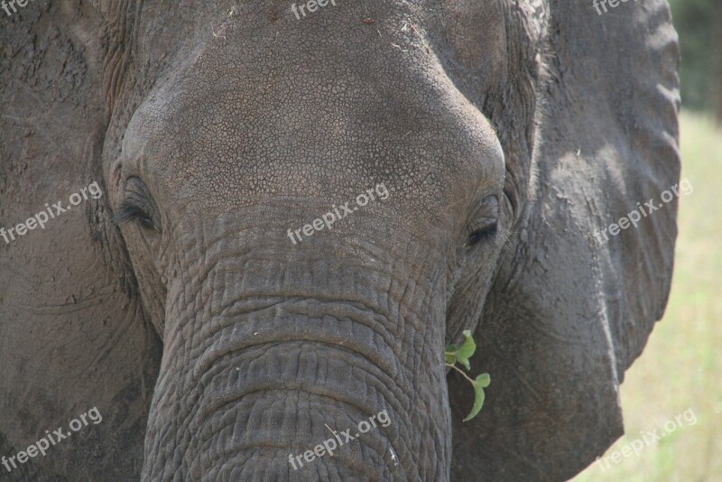 Elephant Look Africa Tanzania Wild