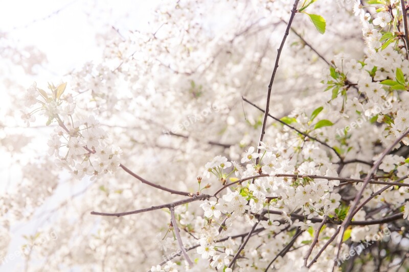 Flowers Sakura Flowering Tree Trees Bloom