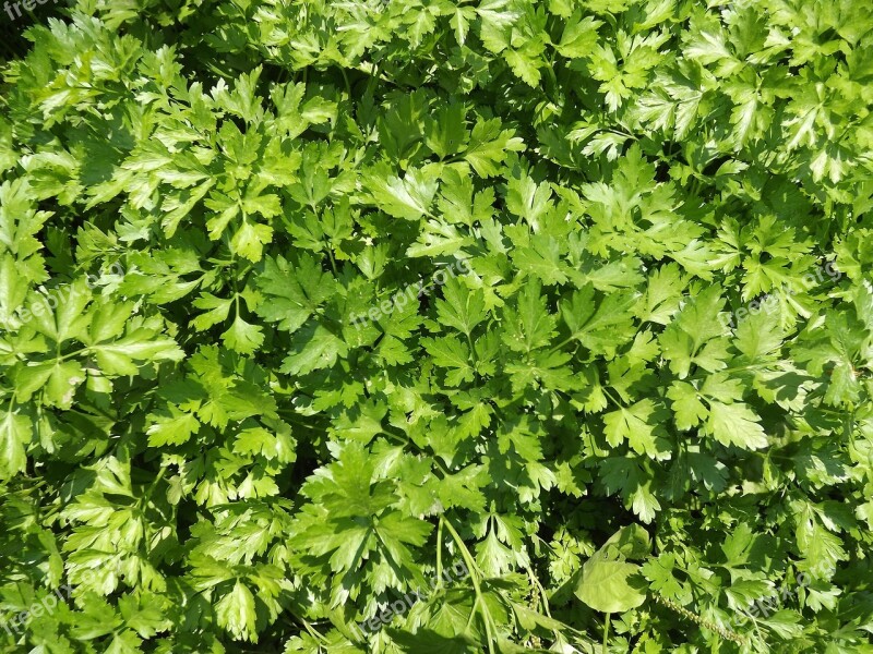 Parsley Seasoning Background Green Garden