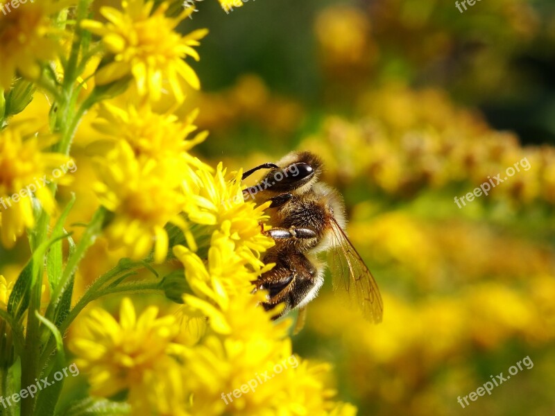 Bee Bug Bees Flowers Nature