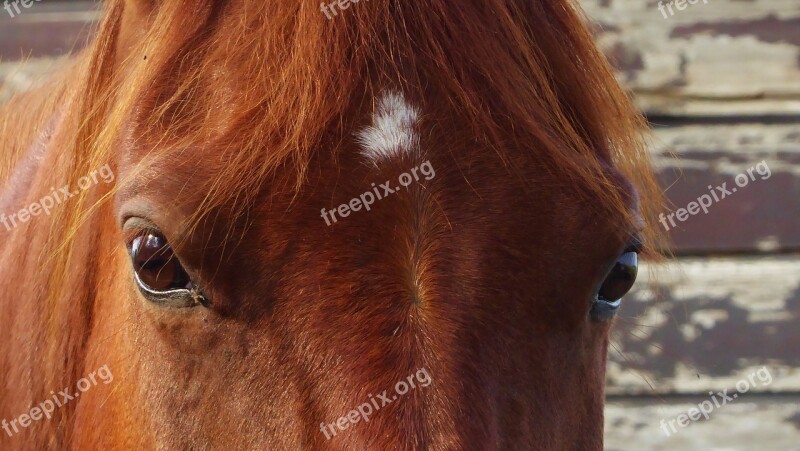 Horse Horses Horsehead Head Horseback Riding