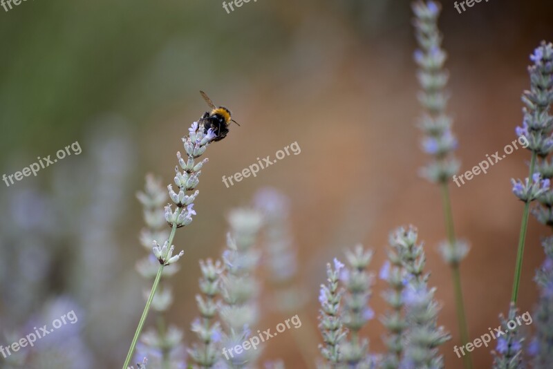 Bumblebee Lavender Bug Flowers Summer