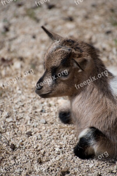 Kid Animal Young Animal Zoo Small Kid