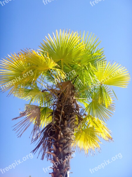 Palm Tree Summer Sun Holiday Tropical