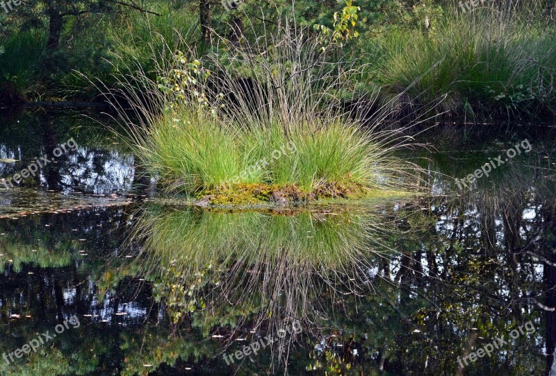 Moor Mirroring Water Pietz Moor Schneverdingen