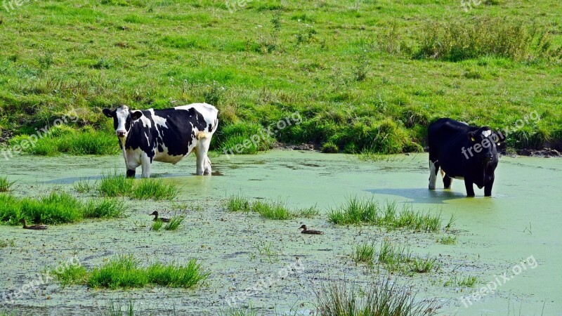 Cattle Cows Pasture Pond Cooling