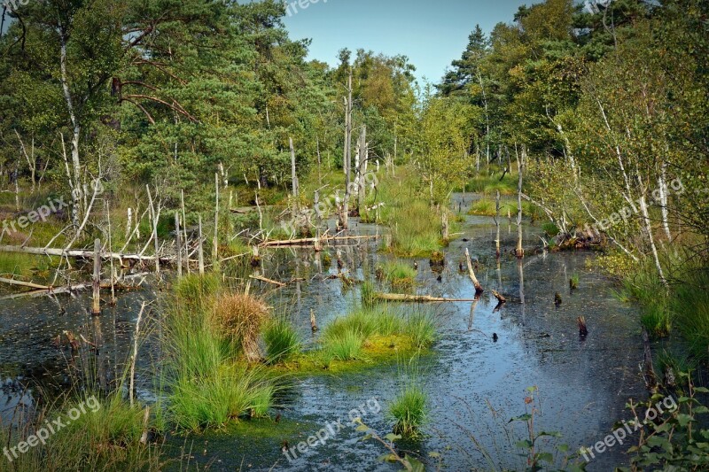 Moor Mirroring Water Pietz Moor Schneverdingen