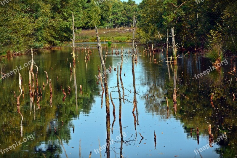 Moor Mirroring Water Pietz Moor Schneverdingen