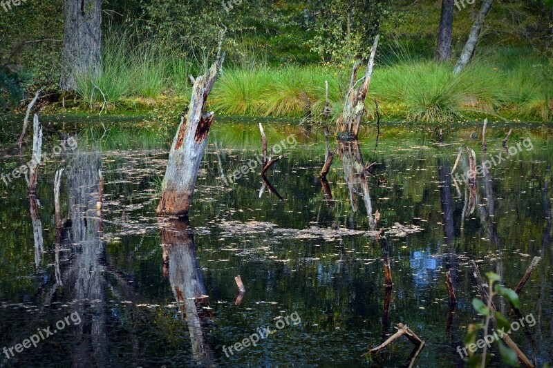 Moor Mirroring Water Pietz Moor Schneverdingen