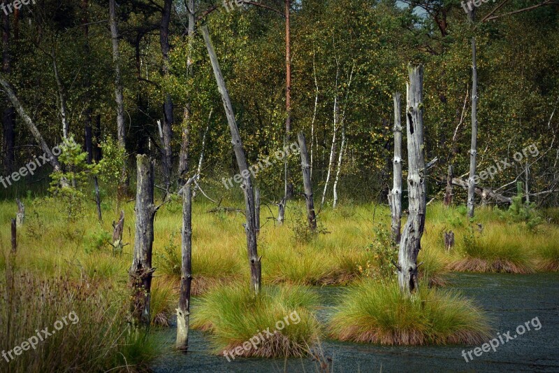 Moor Pietz Moor Schneverdingen Moorland Forest