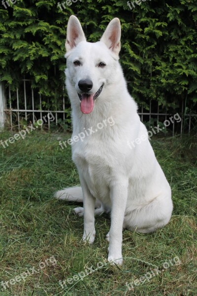 White Shepherd Dog Swiss Shepherd Dog Animal Portrait Animal