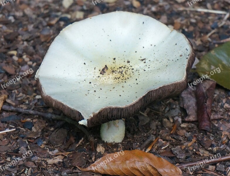 Mushroom Agaricus Fungi Tennessee Plant