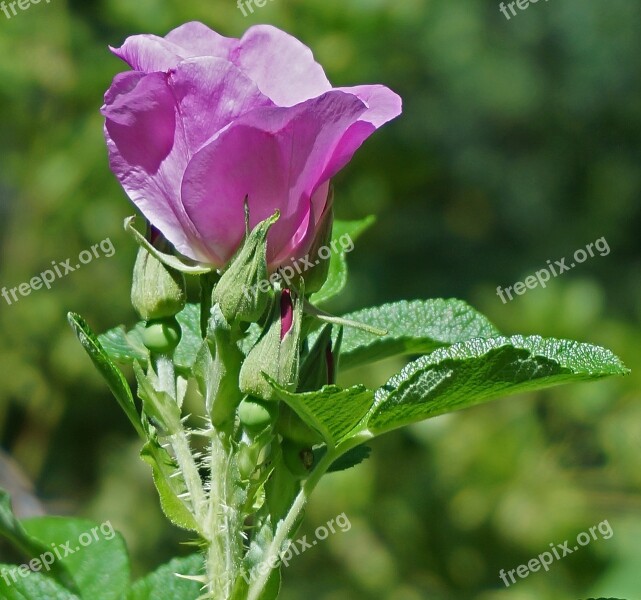 Rose Rugosa Rose With Buds Bud Flower Blossom