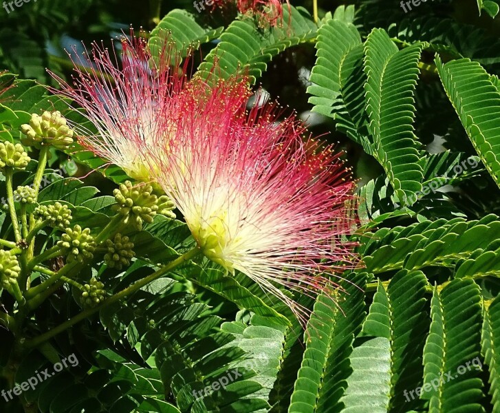 Plant Tree Silk Tree Flourishing Tree Landscape