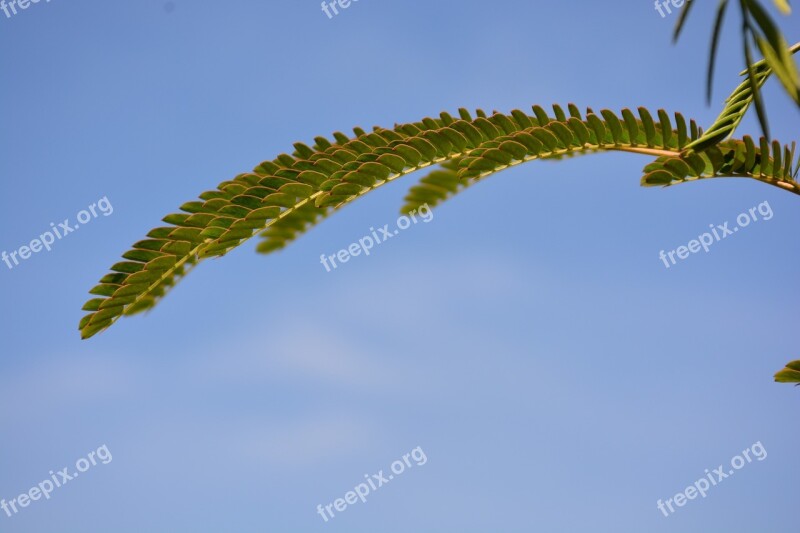 Leaf Twig Sky Blue Cloud