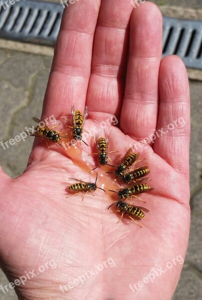 Wasps Hand Insect Animal World Animals