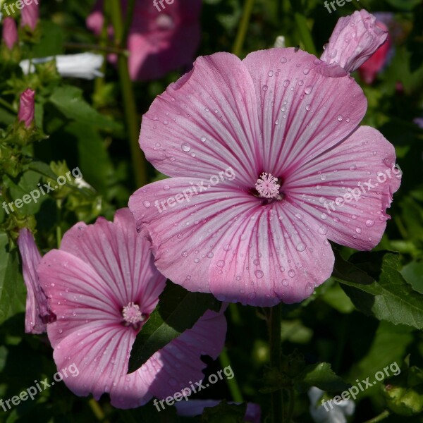 Lavatera Trimestris Mallow Pink Mallow Blossom Bloom