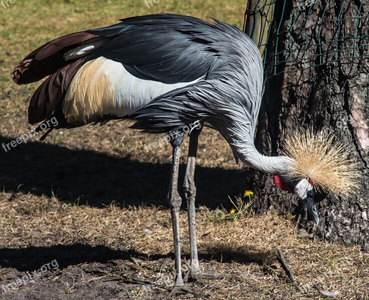 Crane Bird Grey Crowned Crane Plumage Birds