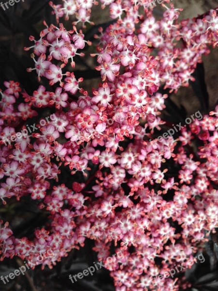 Tiny Flowers Pink Flowers Elderberry Blossoms Free Photos