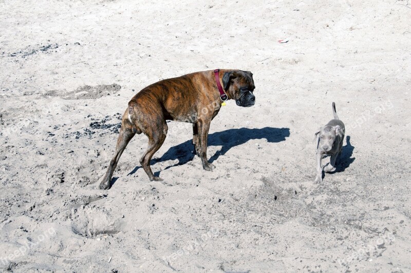 Animal Dog Friend Fun Sand