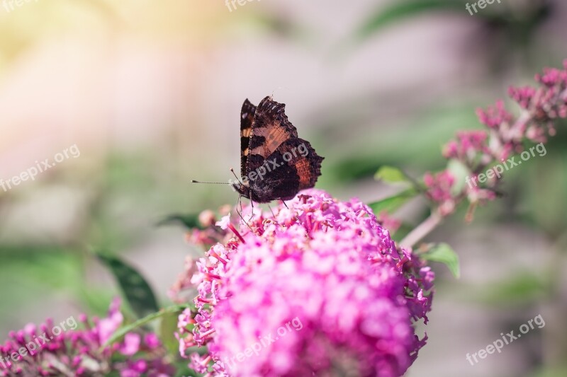 Summer Lilac Summer Lilac Blossom Bloom