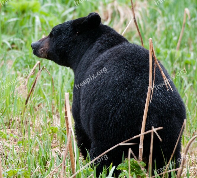 Black Bear Meadow Wild Wildlife Outdoors