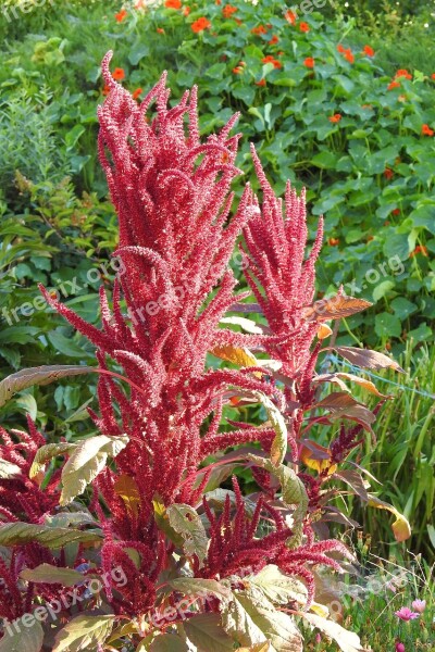 Foxtail Flowers Red Plant Red Flowers