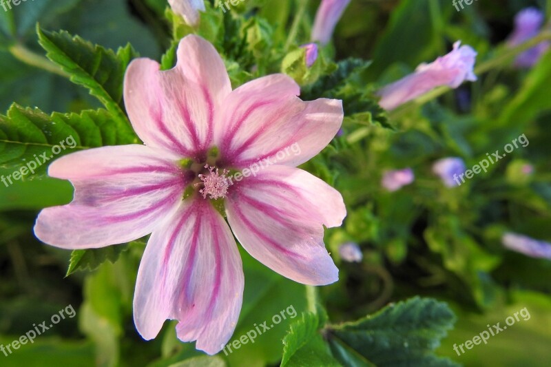 Roses-mallow Sigmar Herb Pointed Flower Wild Mallow Free Photos