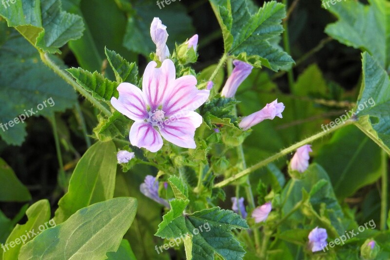 Roses-mallow Sigmar Herb Pointed Flower Wild Mallow Free Photos