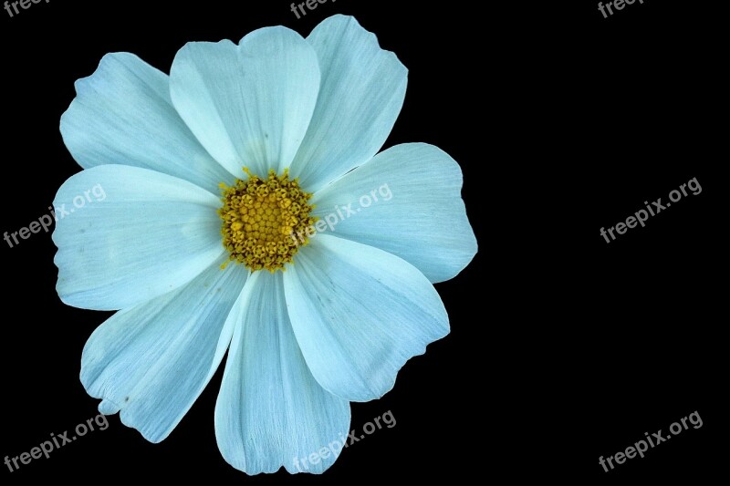 Cosmea Blossom Bloom White Flower